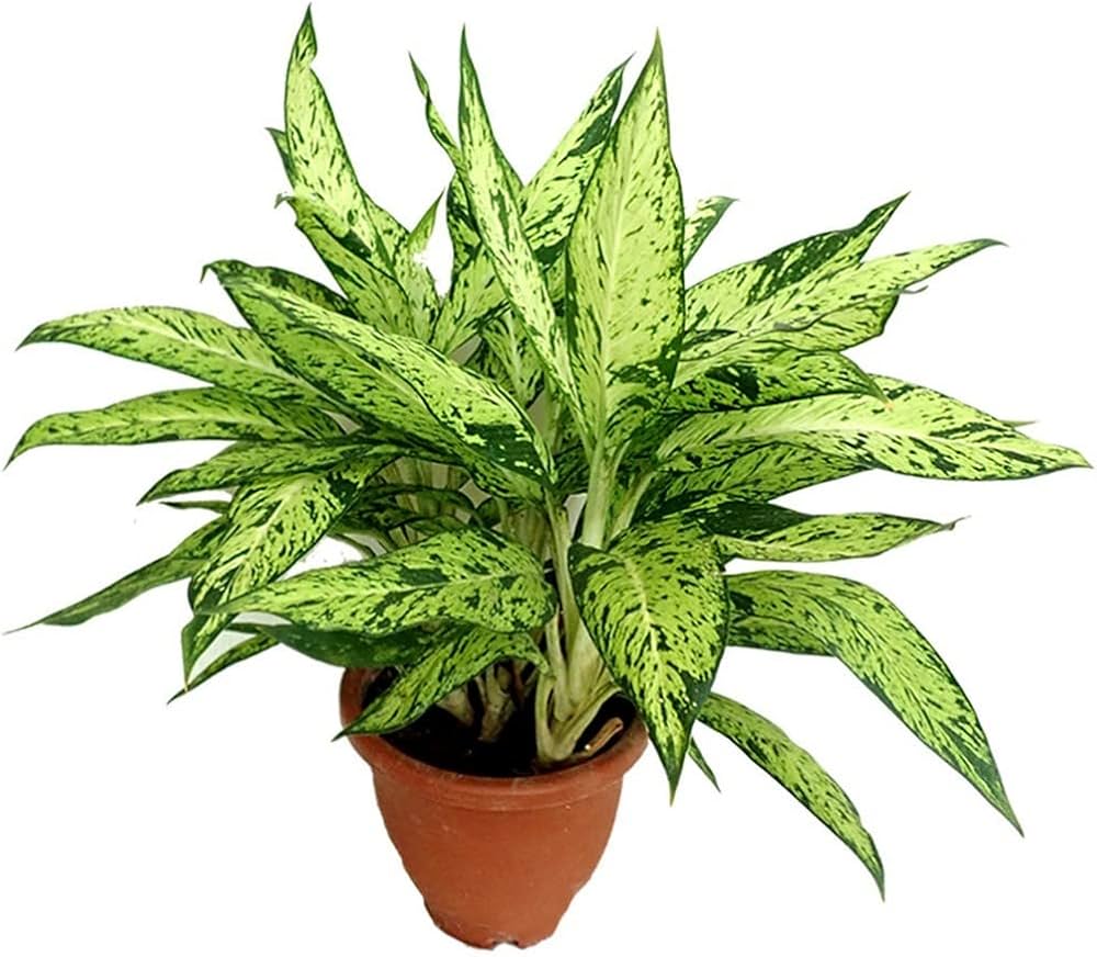 Green Sansevieria Flower seeds for Planting - Wildflower Mix, Heirloom & GMO Free Seeds for Home Garden