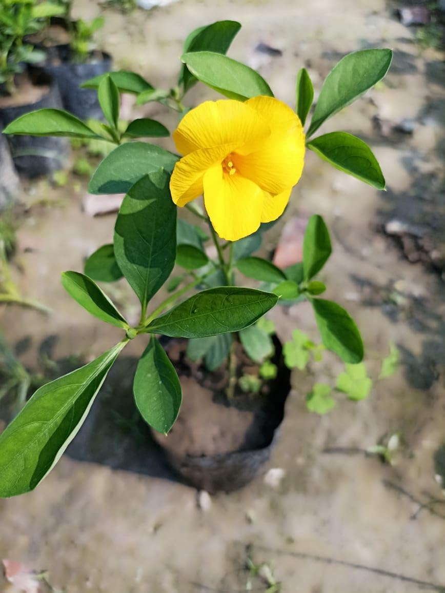 Yellow Flax Hybrid Flower seeds for Planting - Premium Quality, Heirloom & GMO Free Seeds for Home Garden