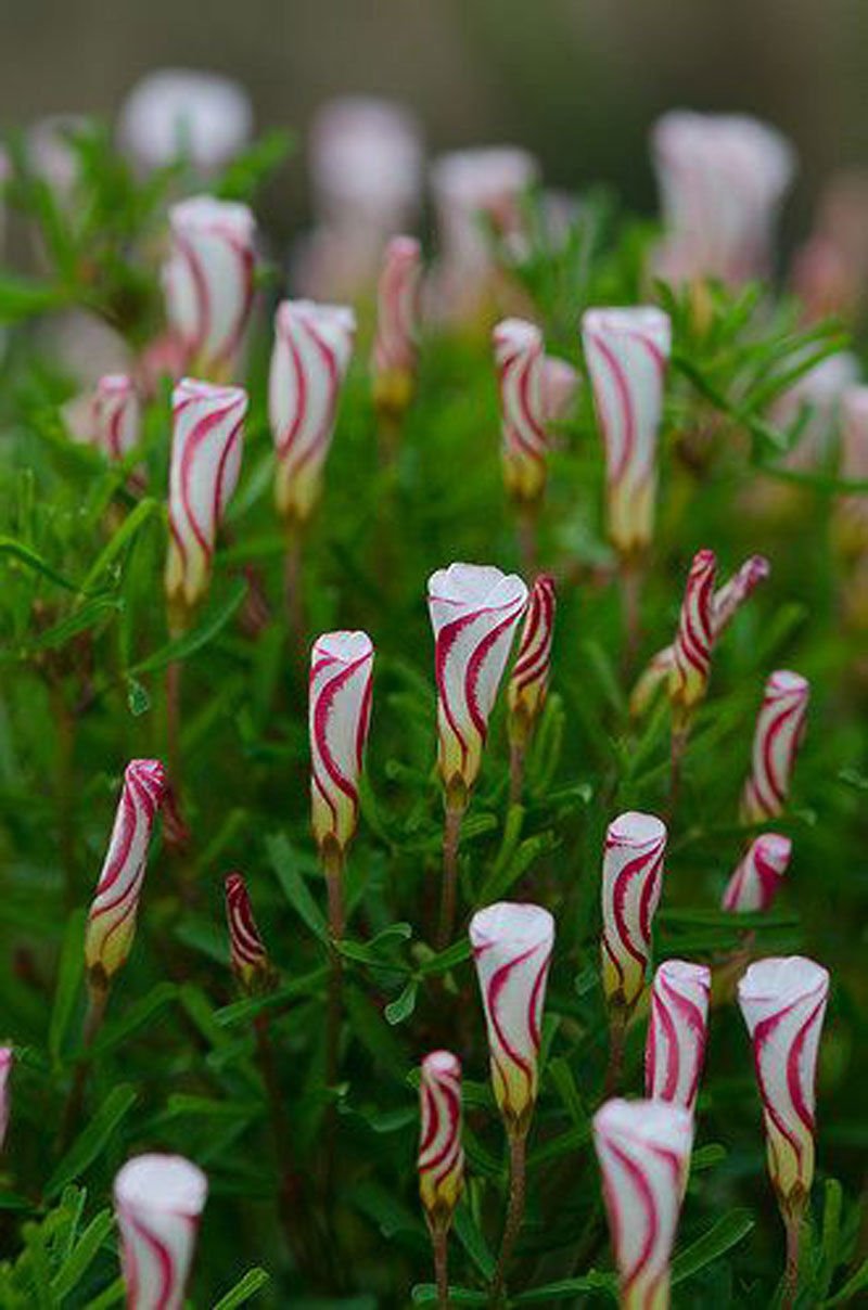 Oxalis Versicolor Seeds for Planting Oxalis versicolor for flower beds and container gardens