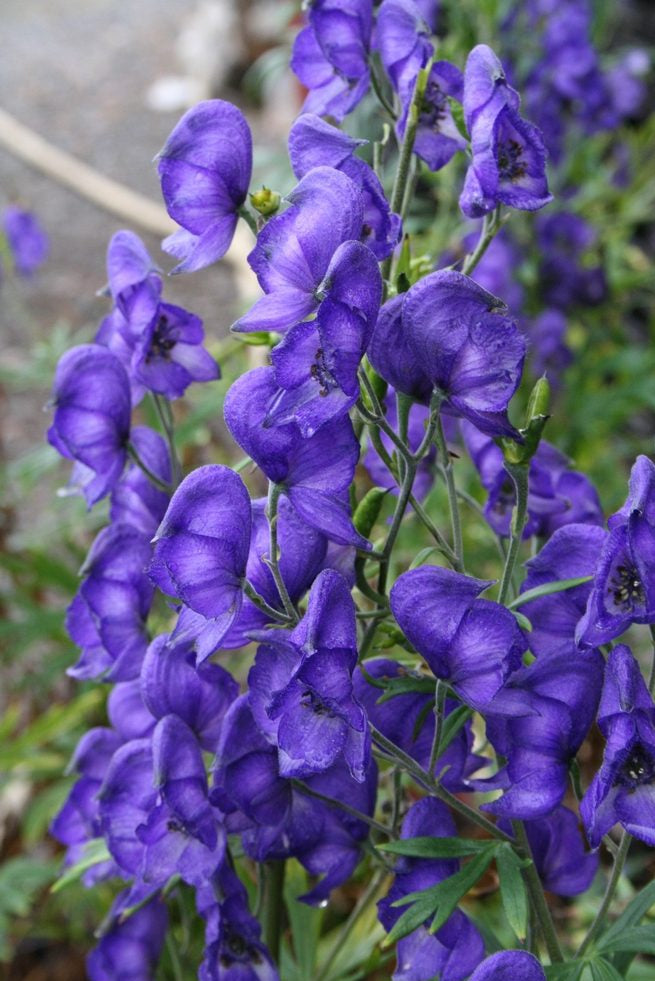Wolfsbane Flower seeds for Planting - Colorful Display, Heirloom & GMO Free Seeds for Home Garden