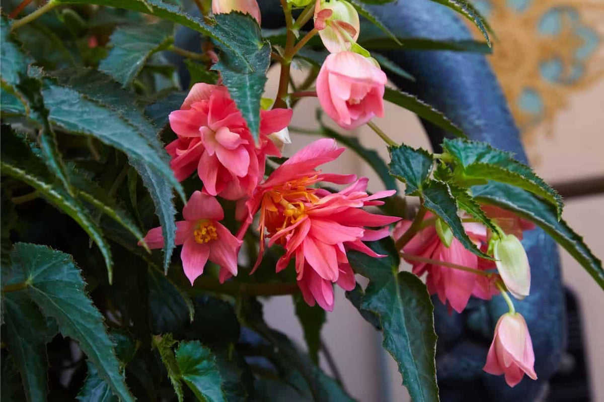 Begonia Boliviensis Flower seeds for Planting - Perfect for Borders, Heirloom & GMO Free Seeds for Home Garden
 
 Sale seeds for planting in home garden