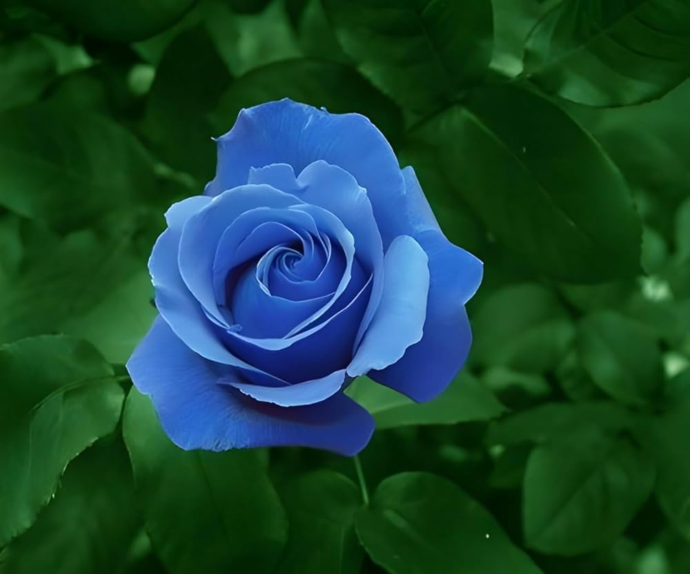 Sky Blue Climbing Rose Flower seeds for Planting - Long Bloom Season, Heirloom & GMO Free Seeds for Home Garden
