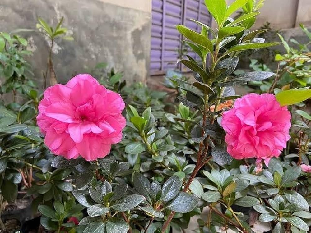 Pink Hibiscus Syriacus Flower seeds for Planting - Drought Tolerant, Heirloom & GMO Free Seeds for Home Garden
