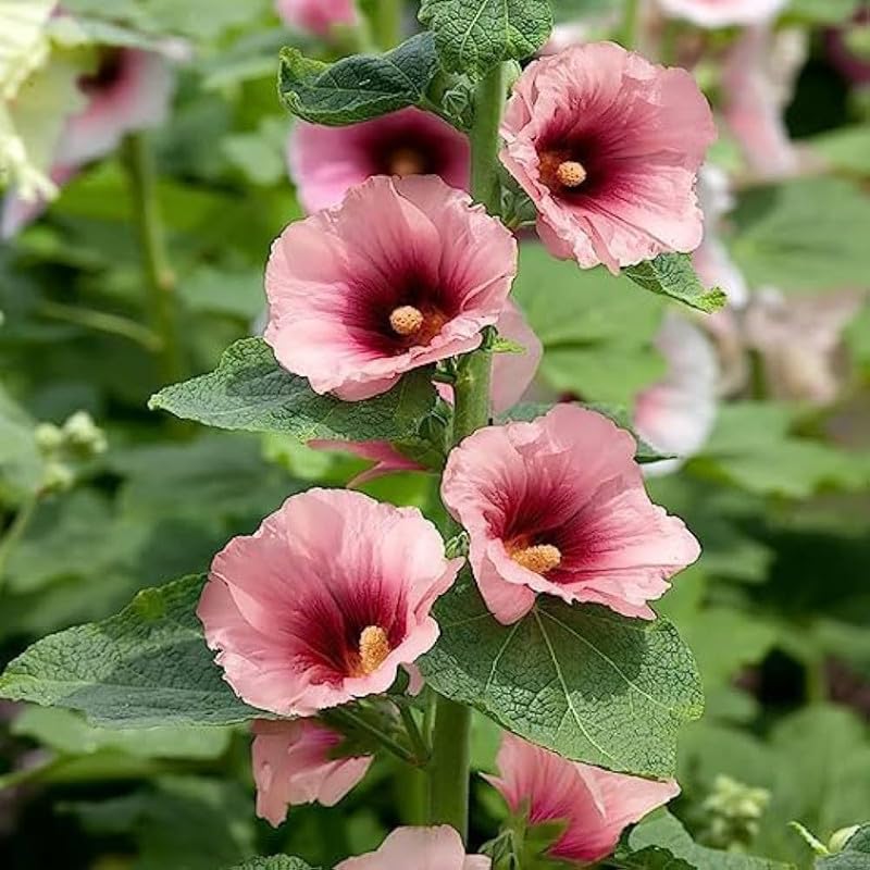 Pink and Yellow Futaba Alcea Rosea Flower seeds for Planting - Drought Tolerant, Heirloom & GMO Free Seeds for Home Garden