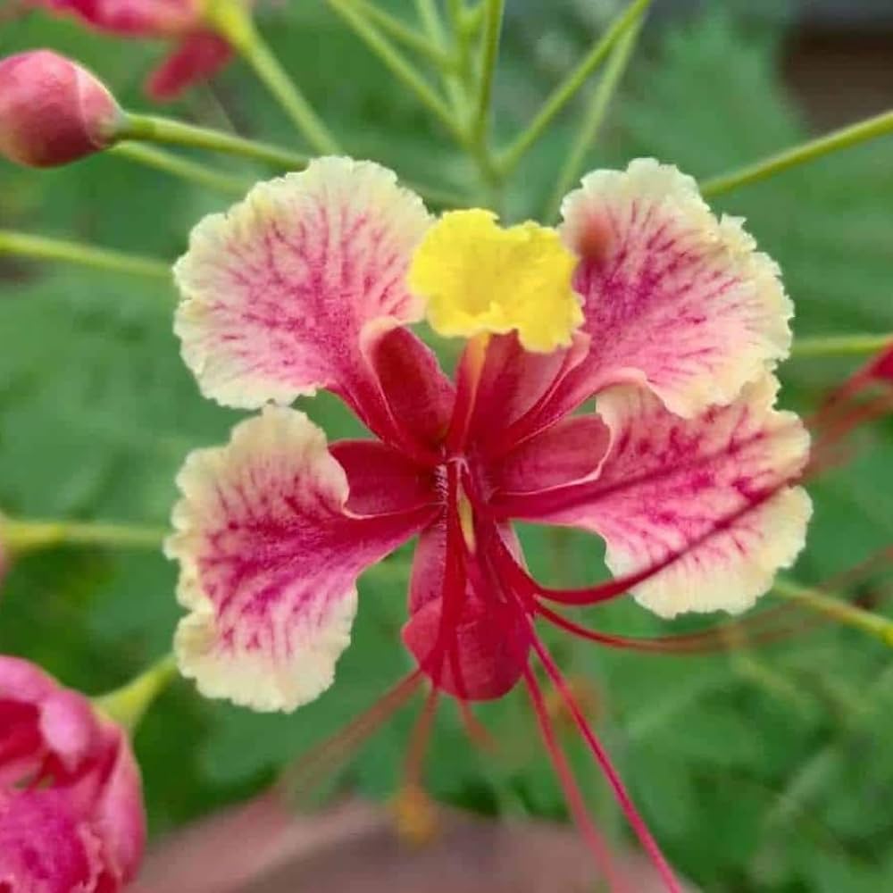 Pink Caesalpinia Pulcherrima Flower Planting Seeds | Vibrant Tropical Blooms for Your Garden