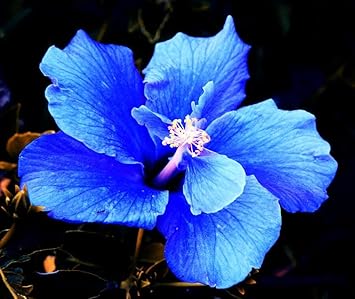 Dark Khaki Tulip Flower Seeds for Planting Garden Favorite Heirloom & GMO Free Seeds for Home Garden
 
 Sale for planting in home garden