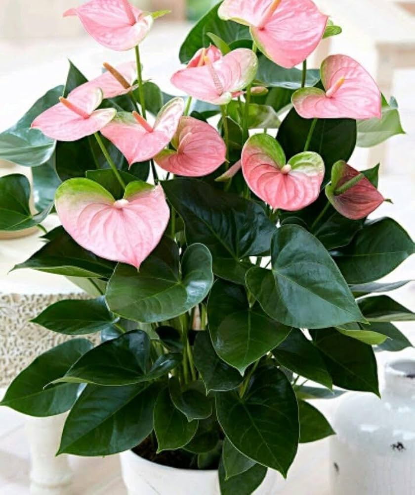 Cream Pink Anthurium Flower seeds for Planting - Premium Quality, Heirloom & GMO Free Seeds for Home Garden