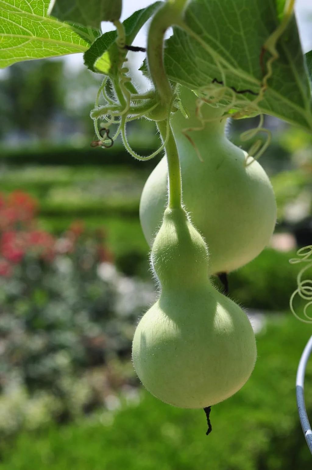 Bird House Bottle Pumpkin Seeds for Planting Lagenaria siceraria for vegetable patches and ornamental gardens