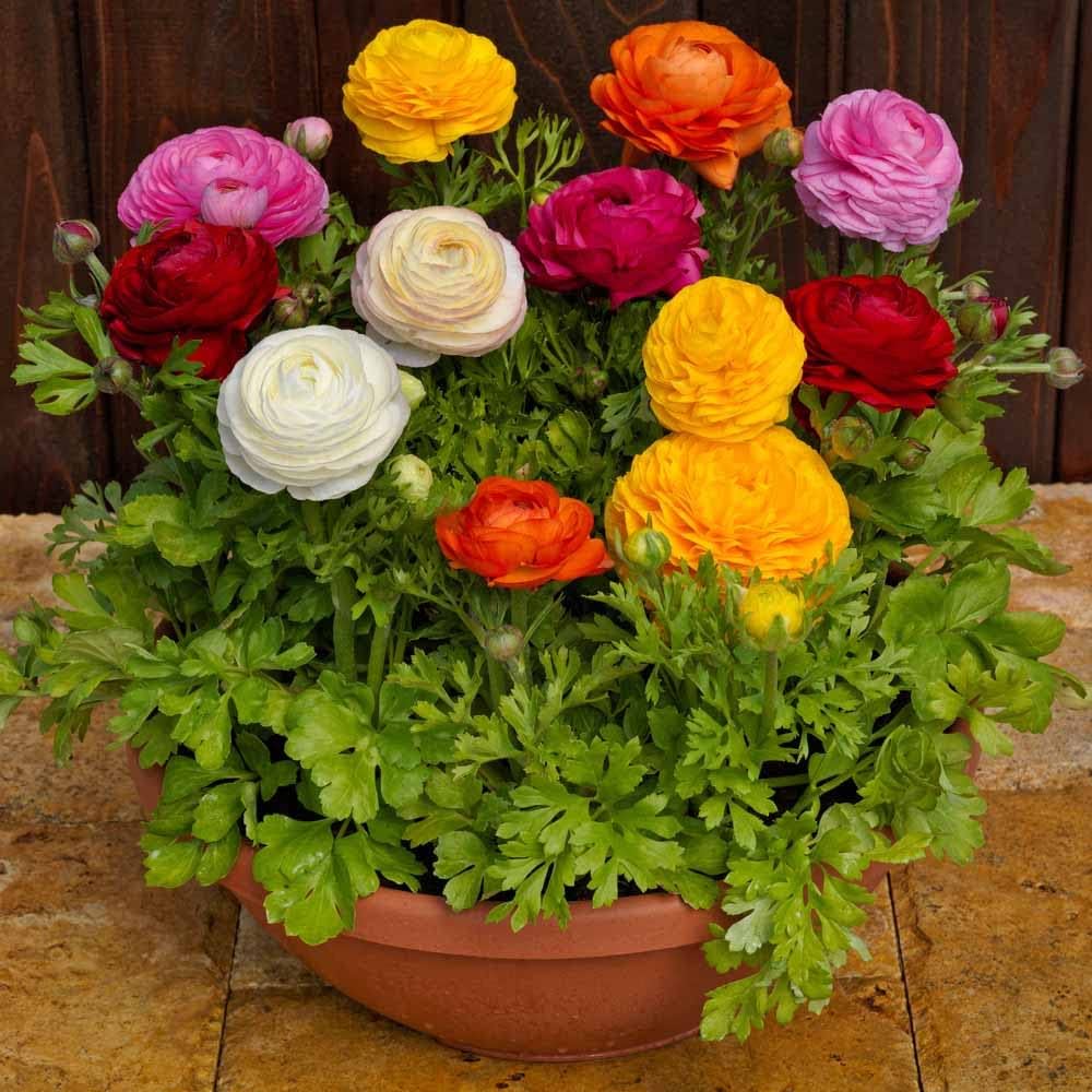 Ranunculus Persian Buttercup Flower seeds for Planting - Sun Loving, Heirloom & GMO Free Seeds for Home Garden