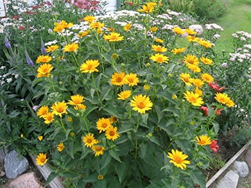 Summer Sun Sundrops Yellow Seeds for Bright Yellow Flowers