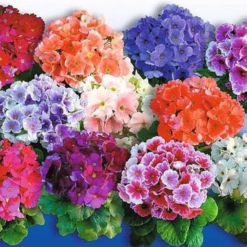 Obconica Flower seeds for Planting - Long Bloom Season, Heirloom & GMO Free Seeds for Home Garden