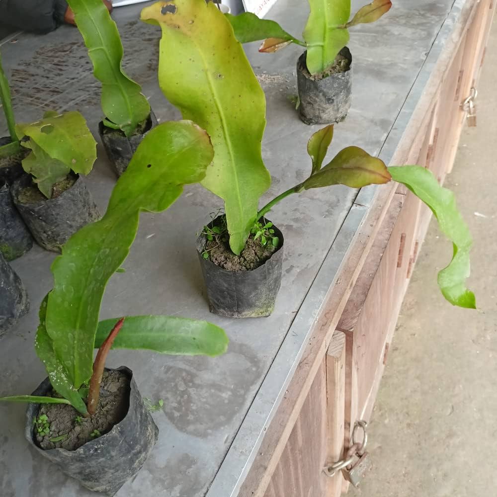 Green Epiphyllum Flower seeds for Planting - Bright Blooms, Heirloom & GMO Free Seeds for Home Garden