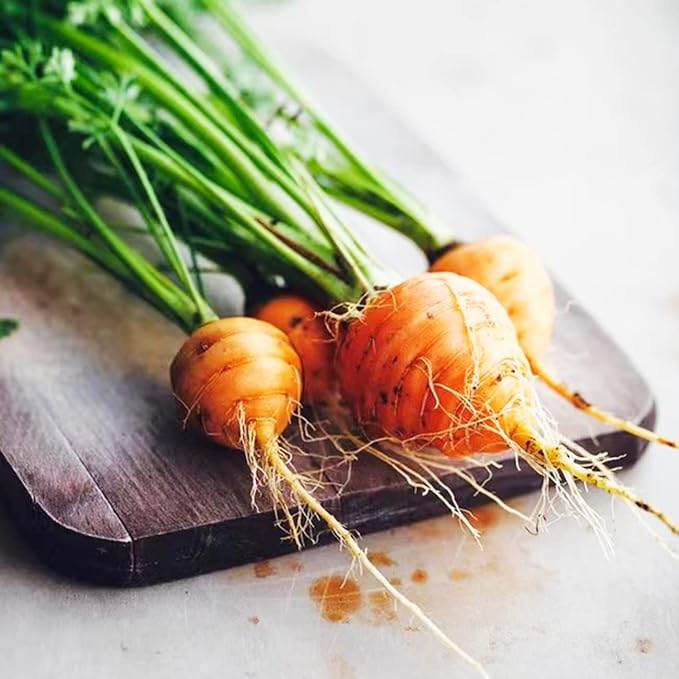 Round Carrot Seeds for Classic, Crisp Carrots - Evergrowseeds