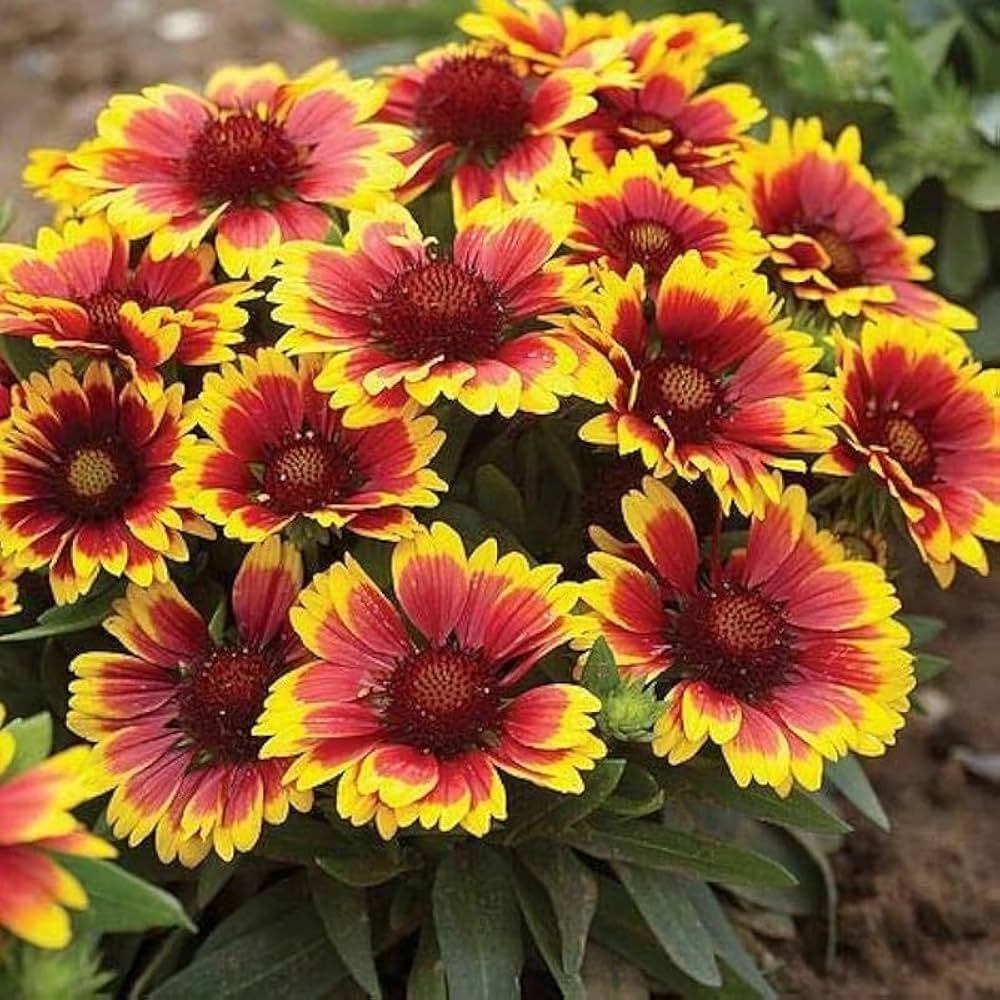 Gaillardia Aristata Flower seeds for Planting - Cut Flower Favorite, Heirloom & GMO Free Seeds for Home Garden