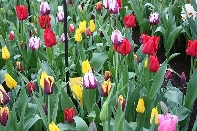 Tulip Flower Tulipa spp. Seeds for Planting in Flower Bed & Garden