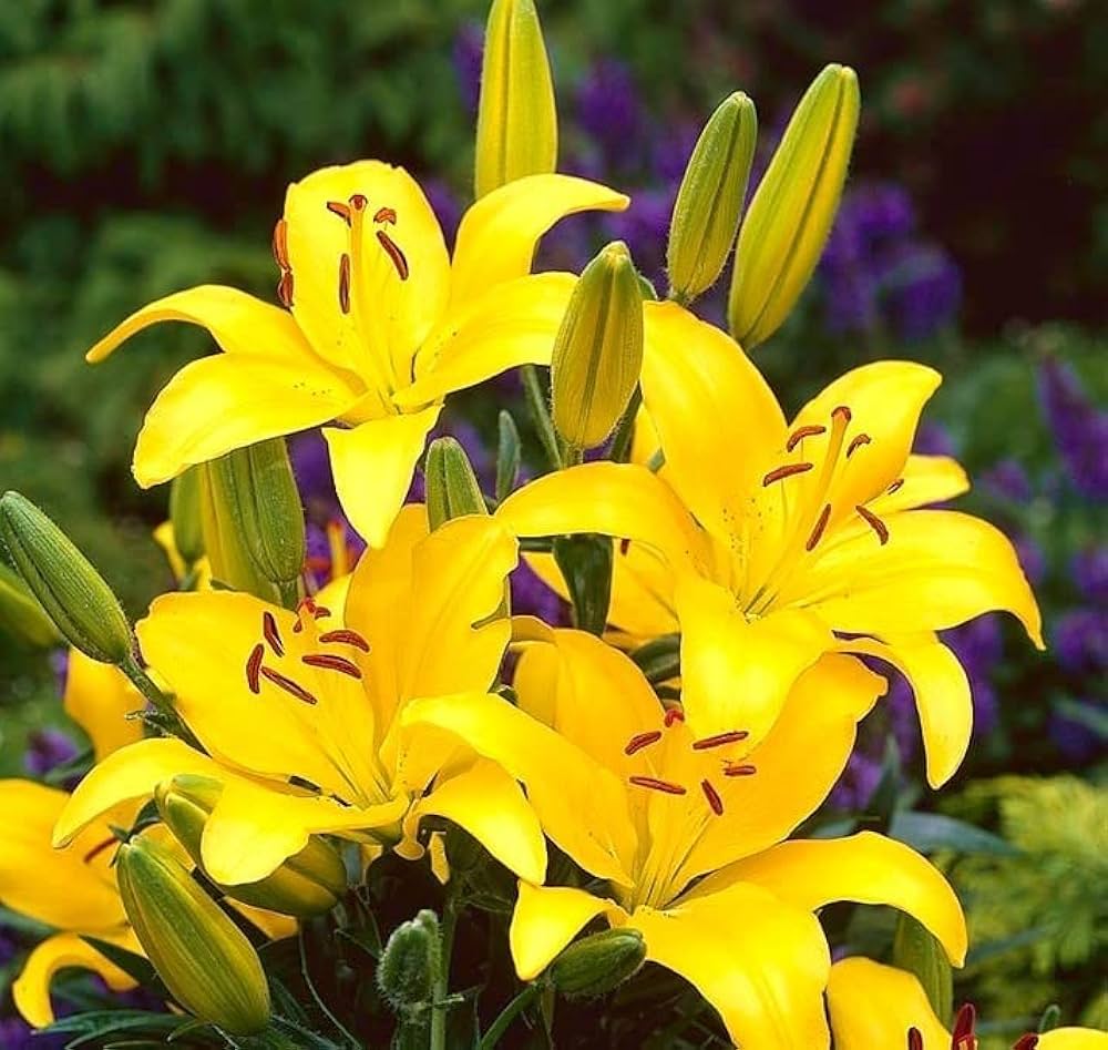 Yellow Heart Red Spots White Lily Seeds Lilium for Planting in Garden & Flower Bed