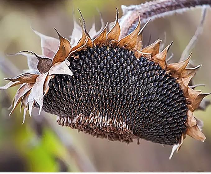Sunflower Skyscraper Seeds for Towering Garden Sunflowers