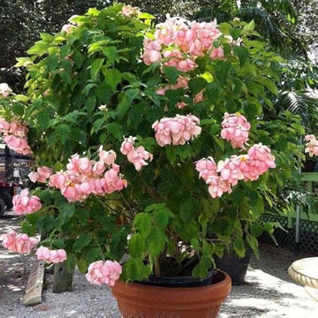 Red Koelreuteria Flower seeds for Planting - Hardy Variety, Heirloom & GMO Free Seeds for Home Garden