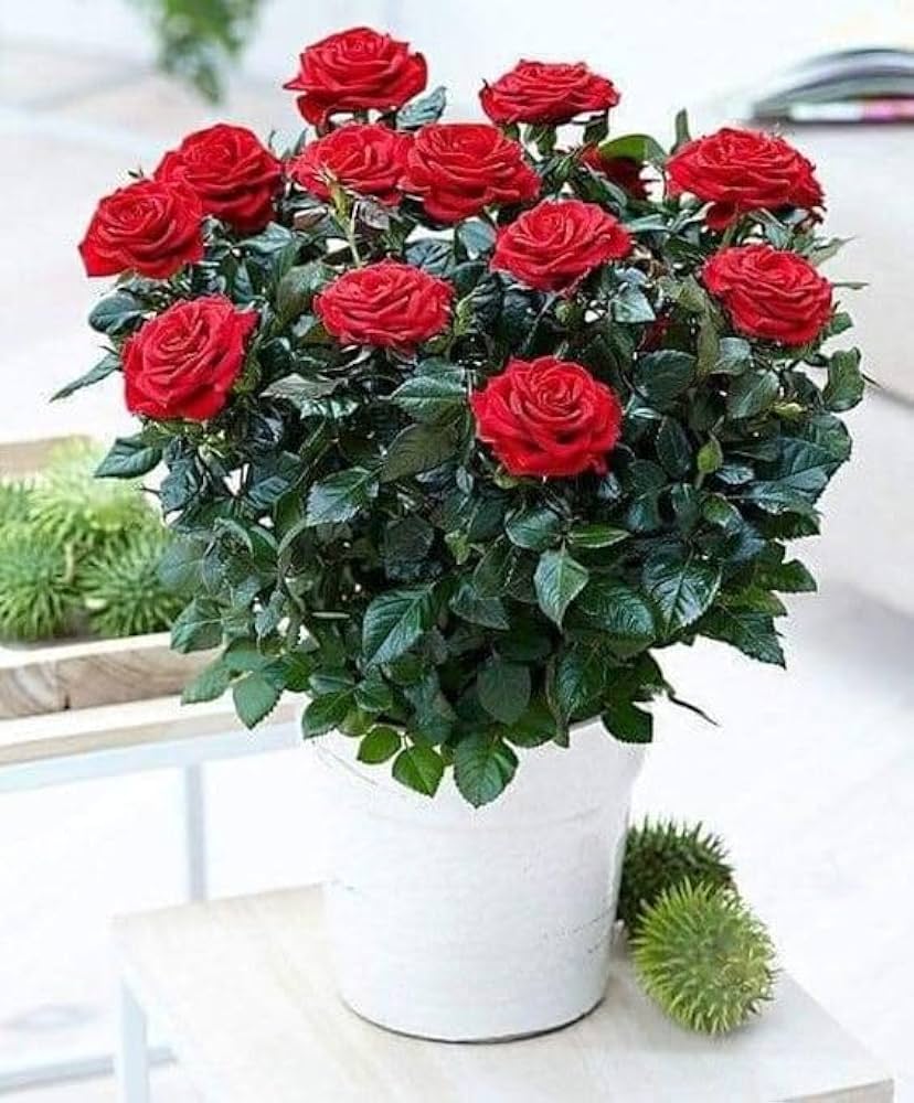 Red Holland Rose Flower Seeds for Planting Heirloom NonGMO Seeds for Beautiful Blooms Easy to Grow 
 
 Sale