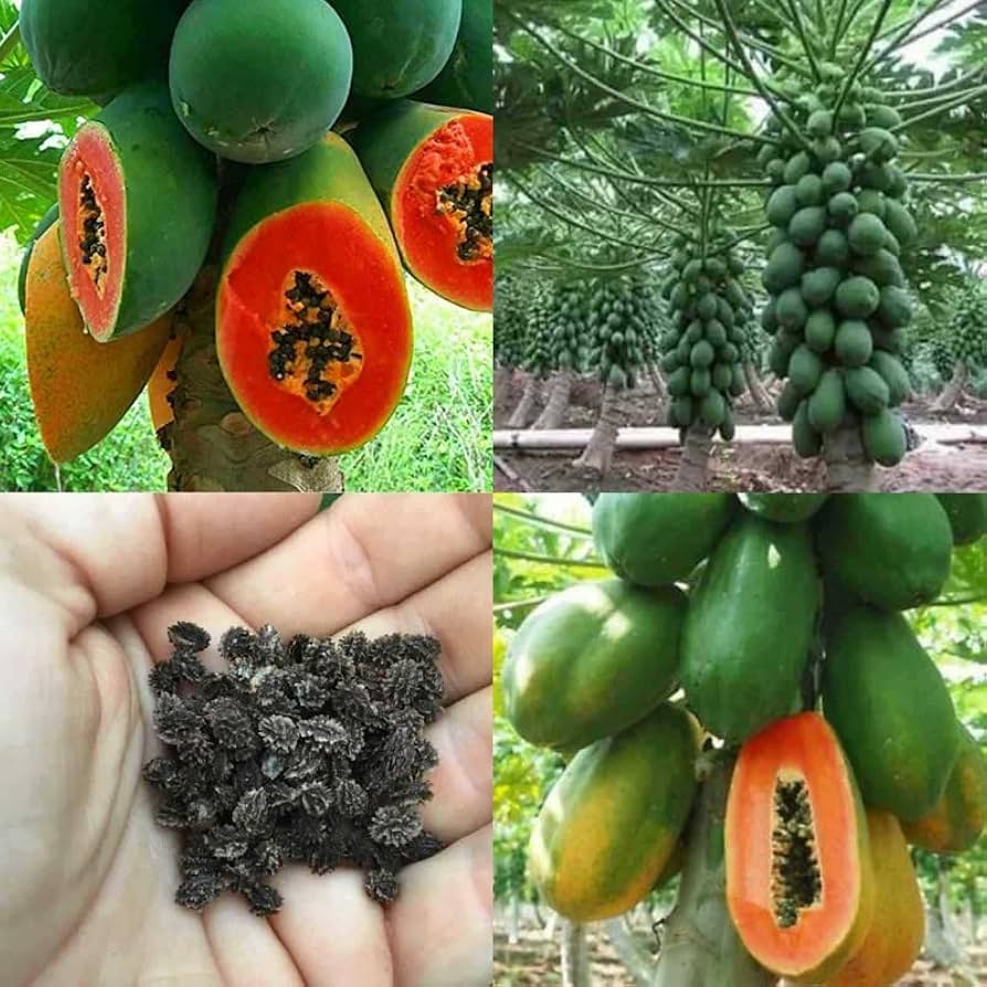 Dwarf Cylindrical Papaya Seeds for Easy Planting