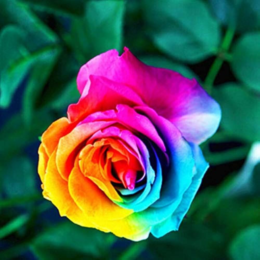 Holland Rainbow Rose Flower Seeds – Rare Multicolor Garden Bloom