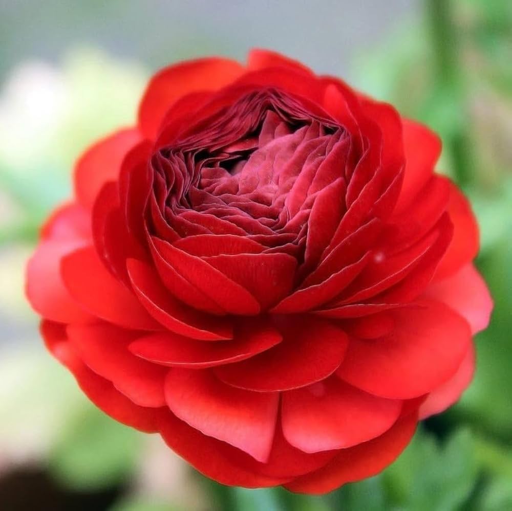 Rouge Ranunculus Ranunculus asiaticus Seeds for Planting in Flower Bed