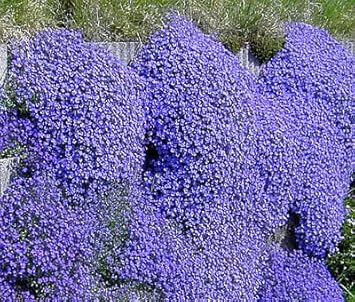 Violet Balsam Camellia Flower Seeds for Planting Drought Tolerant Heirloom & GMO Free Seeds for Home Garden
 
 Sale for planting in home garden