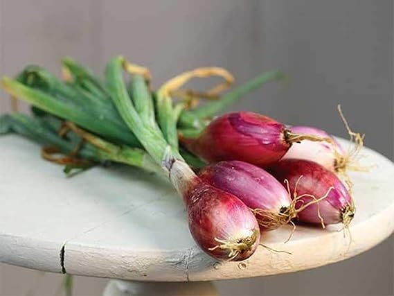 Welsh Onion Vegetable Allium fistulosum Seeds for Planting in Vegetable Patch