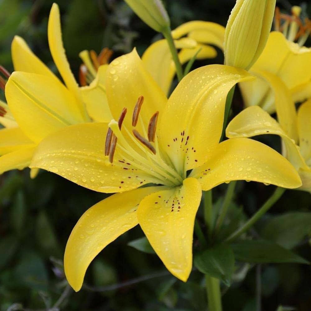 Elegant Lily Plant Seeds Lilium for Planting in Flower Bed & Garden