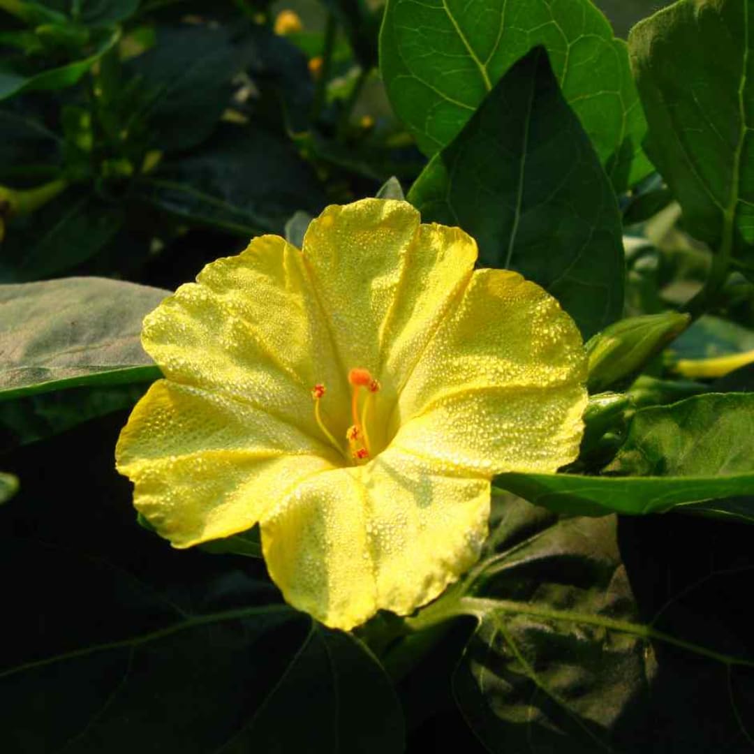 Yellow Huang Moli Flower seeds for Planting - Cut Flower Favorite, Heirloom & GMO Free Seeds for Home Garden