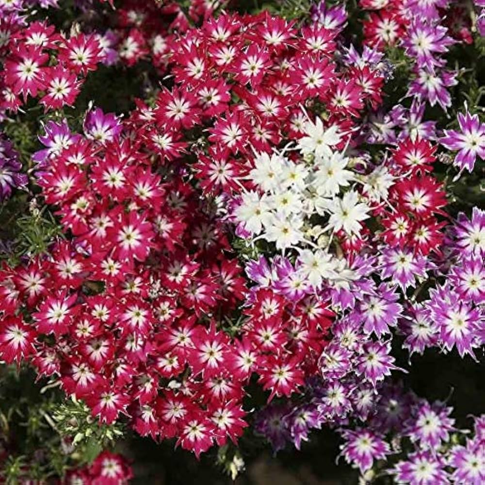 Phlox Twinkle Star Phlox paniculata Seeds for Planting for Flower Bed