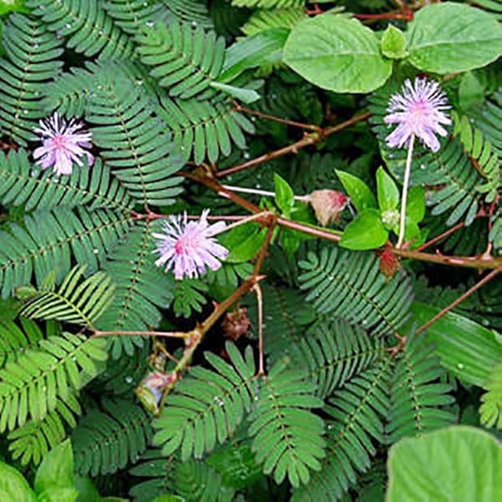 Mixed Mimosa Pudica Flower seeds for Planting - Vibrant Colors, Heirloom & GMO Free Seeds for Home Garden