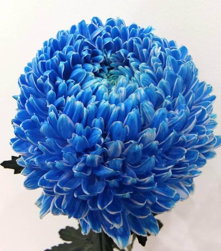 Chrysanthemum Blue White Flower seeds for Planting - Low Maintenance, Heirloom & GMO Free Seeds for Home Garden