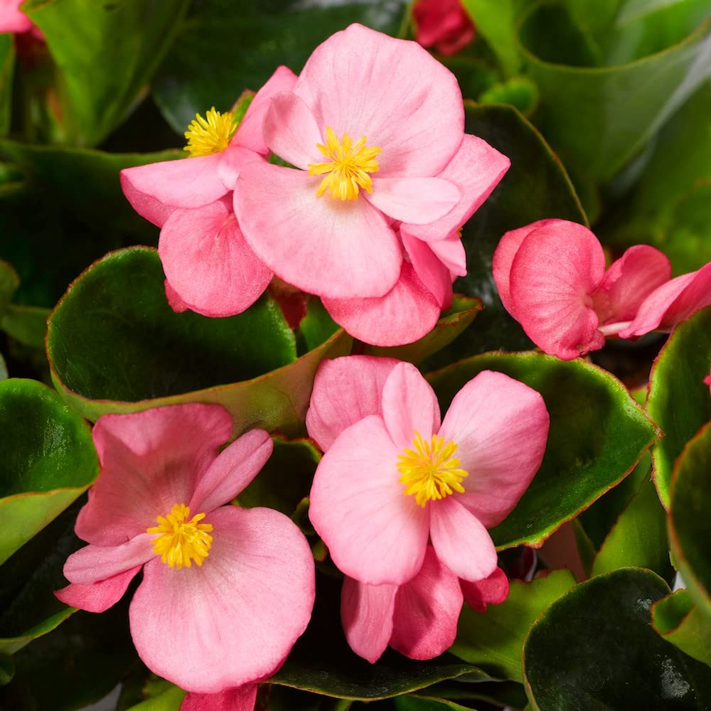 Light Pink Begonia Flower seeds for Planting - Easy to Grow, Heirloom & GMO Free Seeds for Home Garden