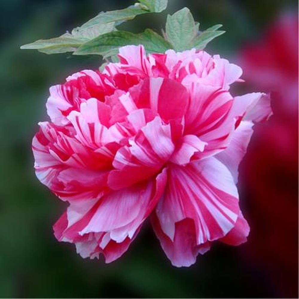 Peony Flower Seeds for Classic, Bold Garden Blooms