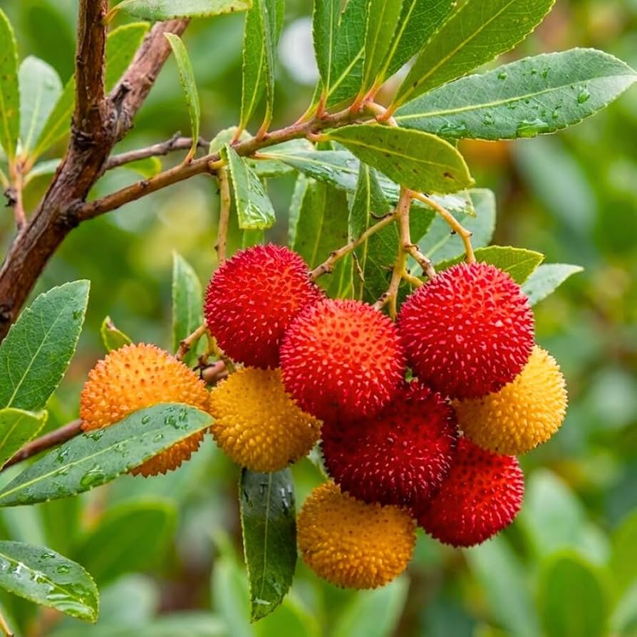 Planting Guide for Arbutus Fruit Seeds