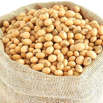 Brown Edible Soybean Seeds - 1 Planting Seeds