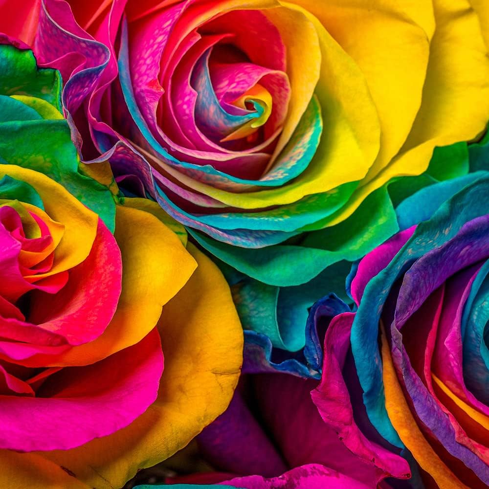 Holland Rainbow Rose Rosa spp. Seeds for planting in flower bed
