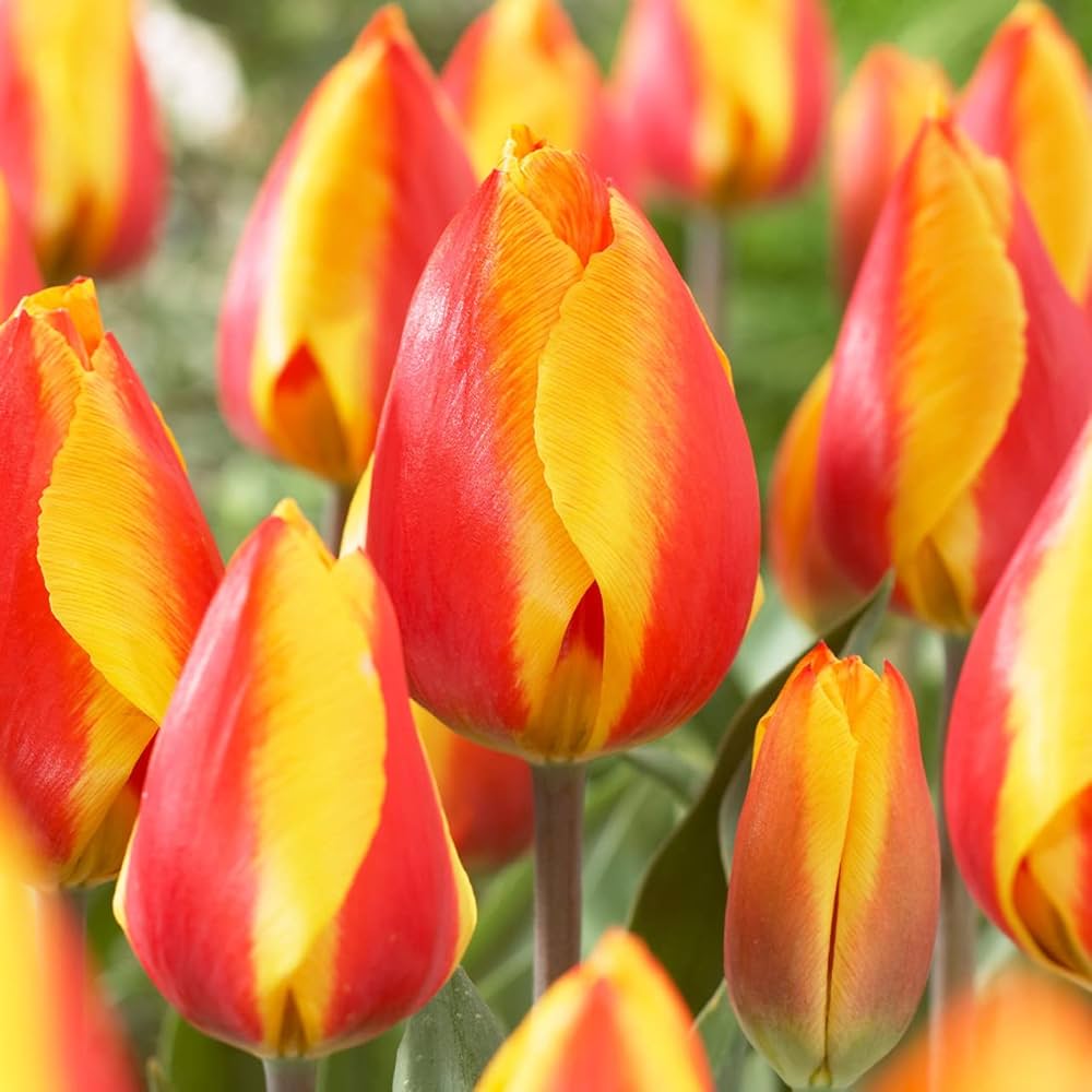 Tulip Yellow Red Flower seeds for Planting - Premium Quality, Heirloom & GMO Free Seeds for Home Garden