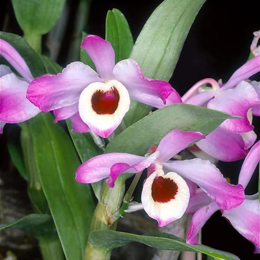December Orchid Seeds for Planting Dendrobium Nobile flower bed indoor garden