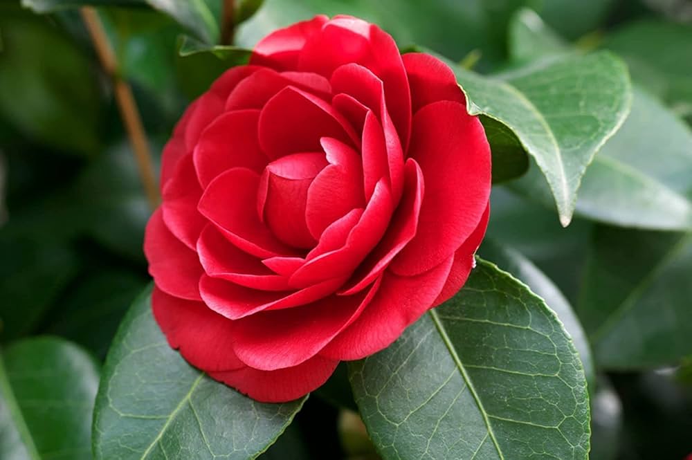 Camellia Burgundy Flower seeds for Planting - Pollinator Friendly, Heirloom & GMO Free Seeds for Home Garden