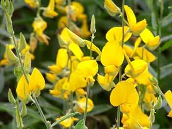 Yellow Astragalus Flower seeds for Planting - Wildflower Mix, Heirloom & GMO Free Seeds for Home Garden