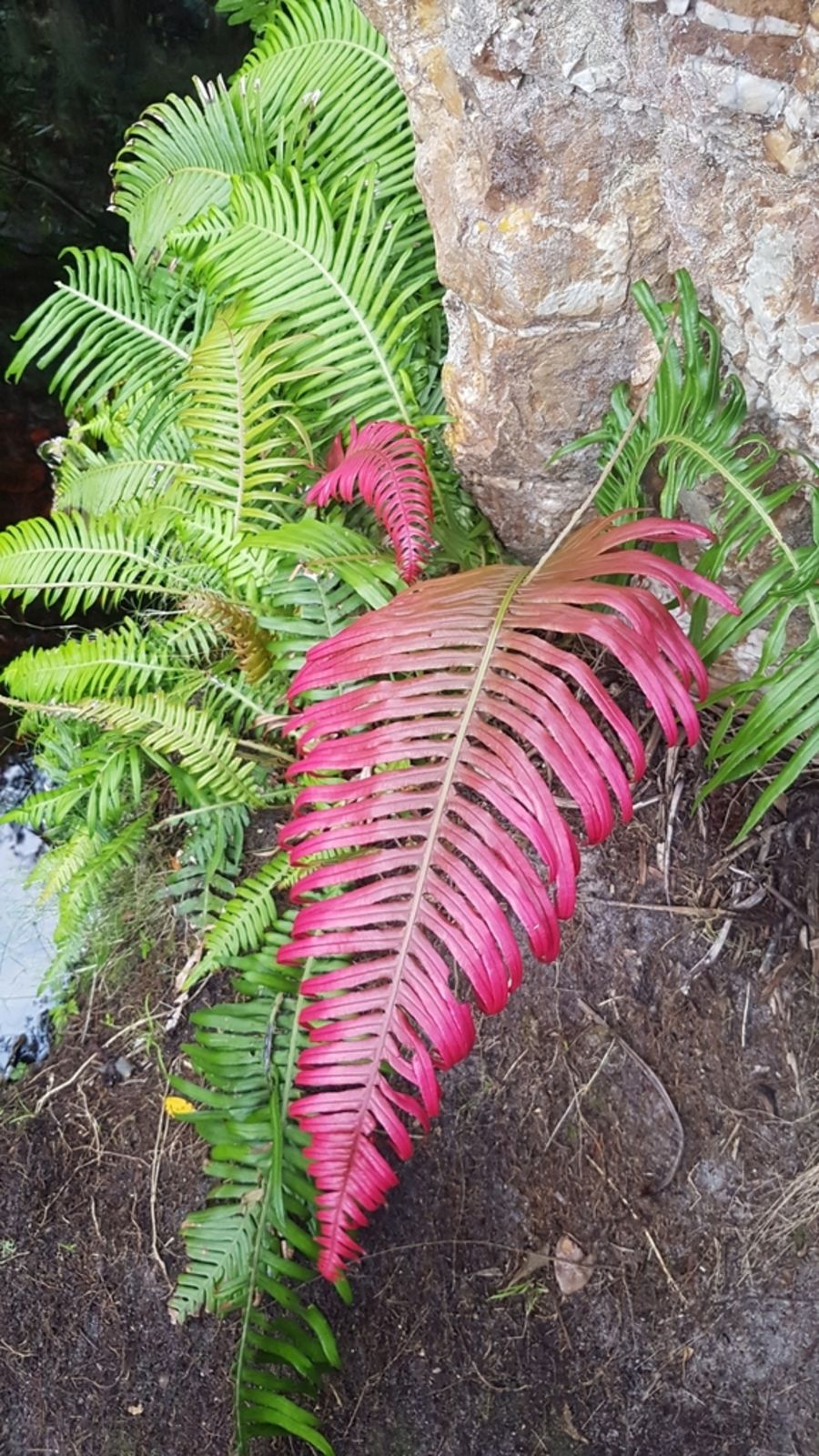 Pink Fern for Planting Shade Tolerant Heirloom & GMO Free Seeds for Home Garden
 
 Sale