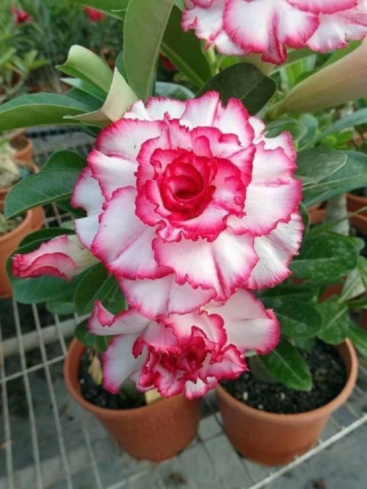 Pink Obesum Flower seeds for Planting - Low Maintenance, Heirloom & GMO Free Seeds for Home Garden