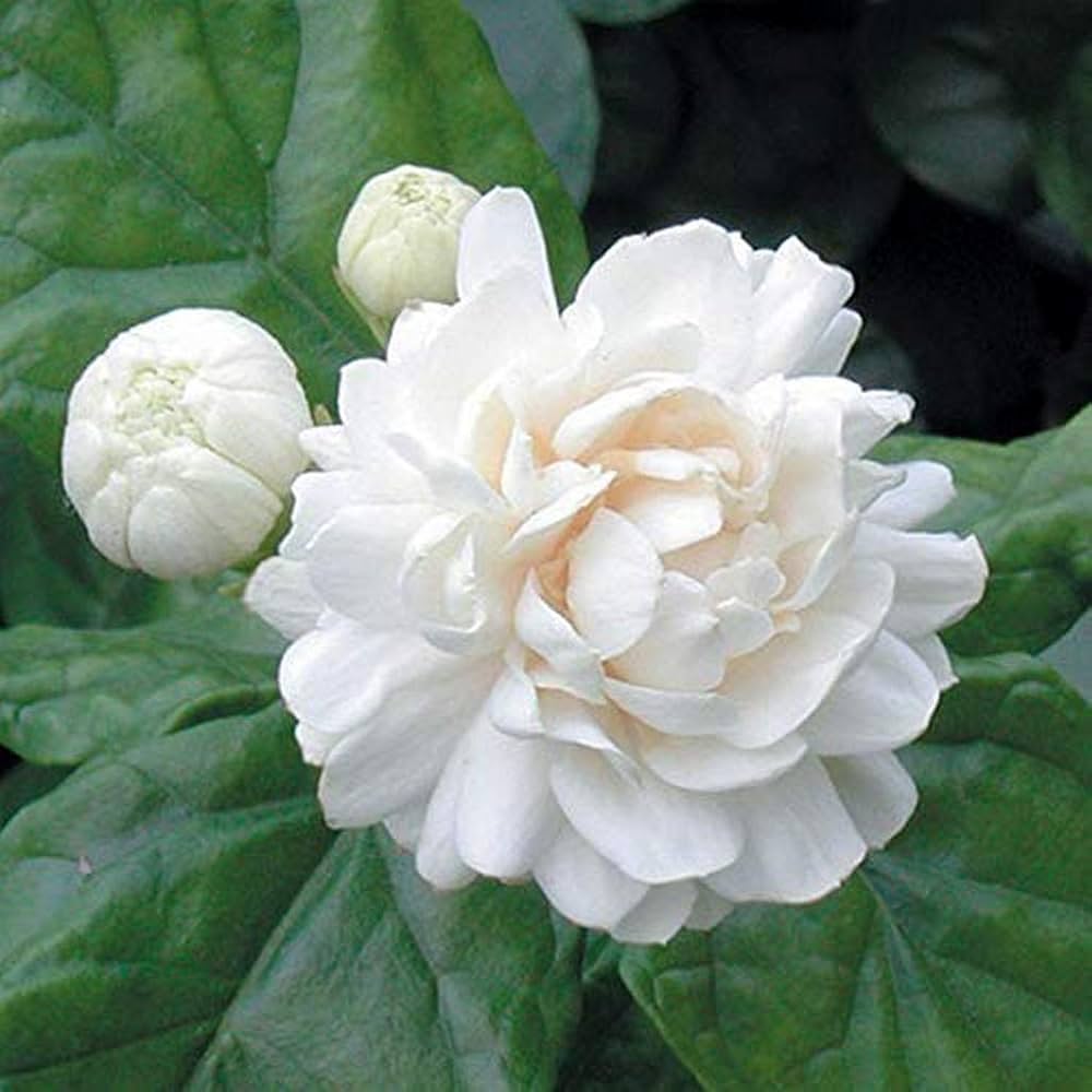White Jasmine Flower seeds for Planting - Drought Tolerant, Heirloom & GMO Free Seeds for Home Garden