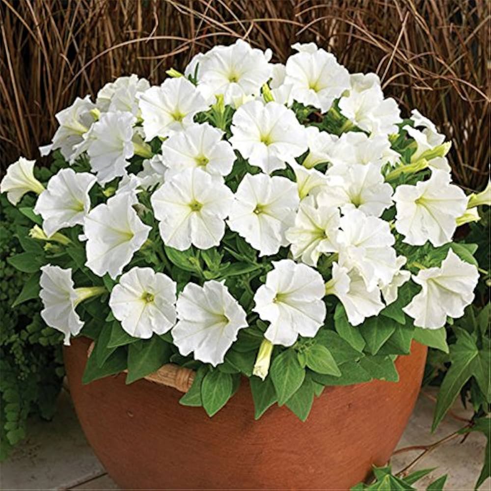 White Petunia Flower seeds for Planting - Garden Favorite, Heirloom & GMO Free Seeds for Home Garden