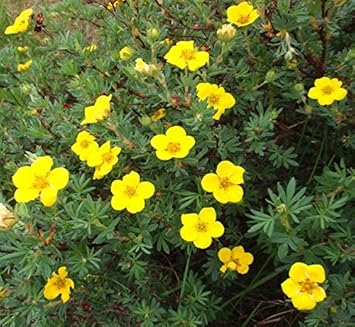 Yellow Cinquefoil Flower seeds for Planting - Easy to Grow, Heirloom & GMO Free Seeds for Home Garden
 
 Sale for planting in home garden.