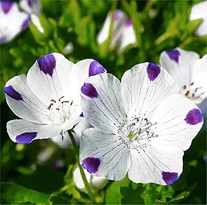 Five Spot Seeds for Vibrant, Eye-Catching Blooms