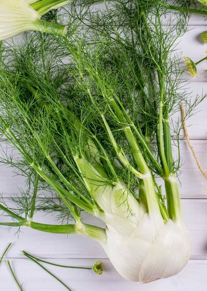 Fennel Seeds Foeniculum vulgare for Planting in Herb Garden and Vegetable Patch
