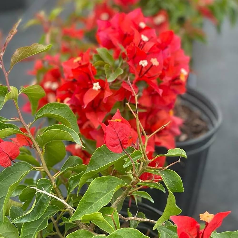 Buganvilla Flower seeds for Planting - Easy to Grow, Heirloom & GMO Free Seeds for Home Garden